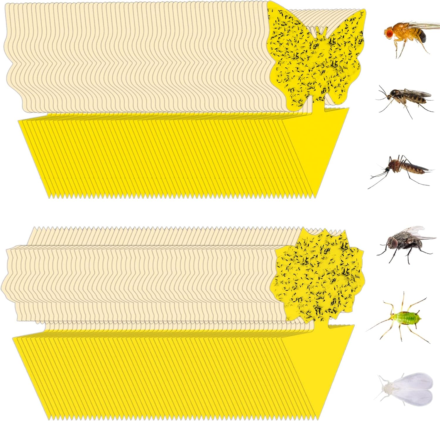 36 Pack Fruit Fly Traps for Indoors, Gnat Traps for House Indoor, Sticky Traps Fungus Gnats Killer for Mosquito and Flying Insects, Bug Pest Insect Catcher Killer for Houseplant