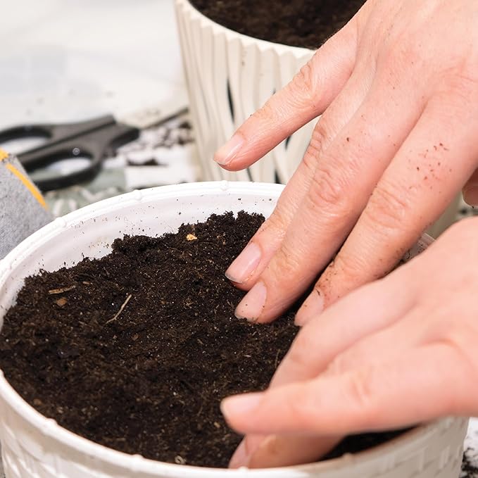 Garden State Bulb Cat Grass for Indoor Cats - Growing Kit - Organic Cat Grass Seeds, Soil with Mouse Toy and Meow Container (Non GMO) - Locally Sourced Seeds! (2 Pack)