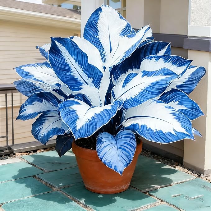 Hosta Seeds for Planting, 110+ Mixed Color Perennial Hosta Seed, Heirloom Non-GMO Hosta Seeds for Bonsai Decoration, Home Garden