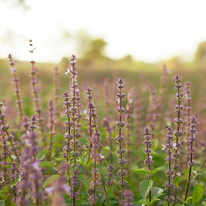 Banyan Botanicals Organic Rama Tulsi Seeds – Ocimum Sanctum – Tulsi (Holy Basil) Seeds for Tea, Cooking & Herbal Formulas – 50 Count – Open Pollinated Non-GMO Easy to Grow