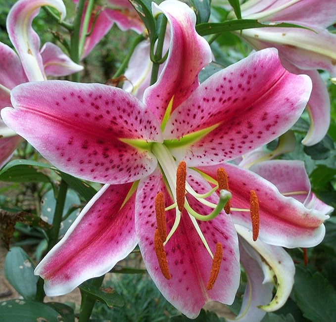 (2) Fragrant & Beautiful Flowering Stargazer Oriental Lily Bulbs, SeedsBulbsPlants&More