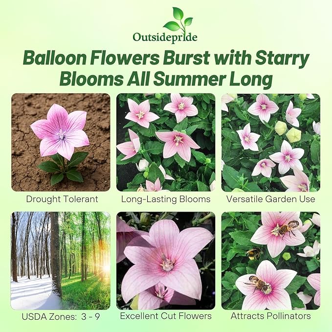 Outsidepride Rose Balloon Flower Seeds for Planting – 1000 Pcs Perennial, Drought-Tolerant, Easy to Grow, Low Maintenance, Pollinator-Friendly, Star-Shaped Blooms for Outdoor Gardens and Borders