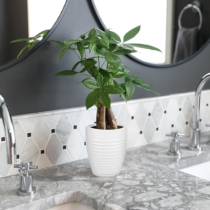 Green Circle Growers 5" Money Tree in White Floramx Pot, Live Indoor Plants, House Plant