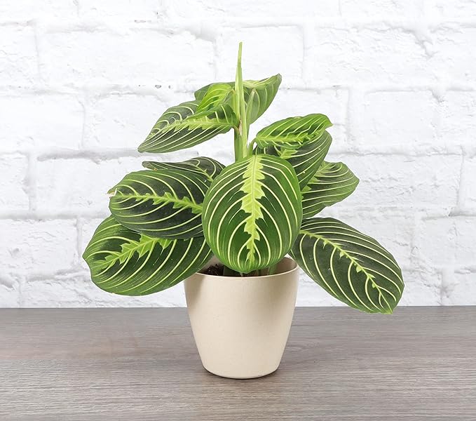 Thorsen's Greenhouse Lemon Lime Prayer Plant, Live Indoor Plant, Pet Friendly, Attractive Houseplant, Lemon Maranta, Natural Air Purifier, Easy to Grow, 4" Diameter Pot (Natural)