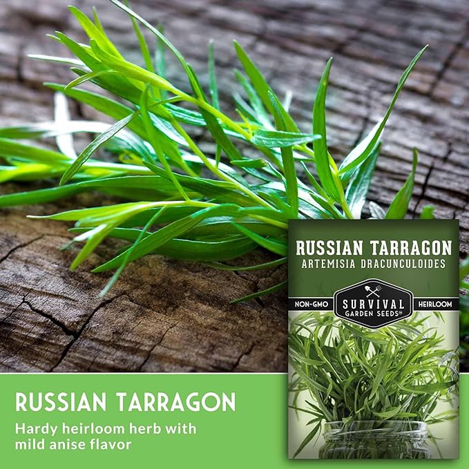 Russian Tarragon Seeds for Planting - Plant & Grow Big Flowering Herbs in Your Home Vegetable Garden - Non-GMO Heirloom Variety - Survival Garden Seeds (5 Packs)