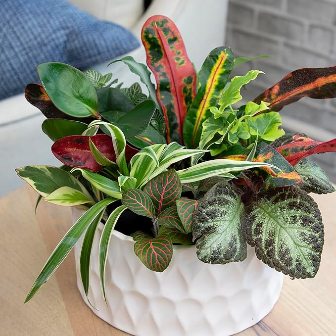 Easy to Grow Houseplants (12 Pack) Live House Plants in Plant Containers, Growers Choice Plant Set in Planters with Potting Soil Mix, Home Décor Planting Kit or Outdoor Garden Gifts by Plants for Pets