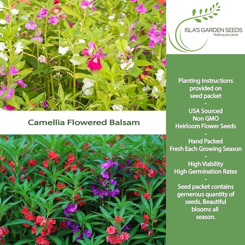 'Camellia Flowered Mix' Balsam Flower Seeds for Planting, 100+ Seeds Per Packet, (Isla's Garden Seeds), Non GMO & Heirloom Seeds, Scientific Name: Impatiens balsamina, Great Home Garden Gift
