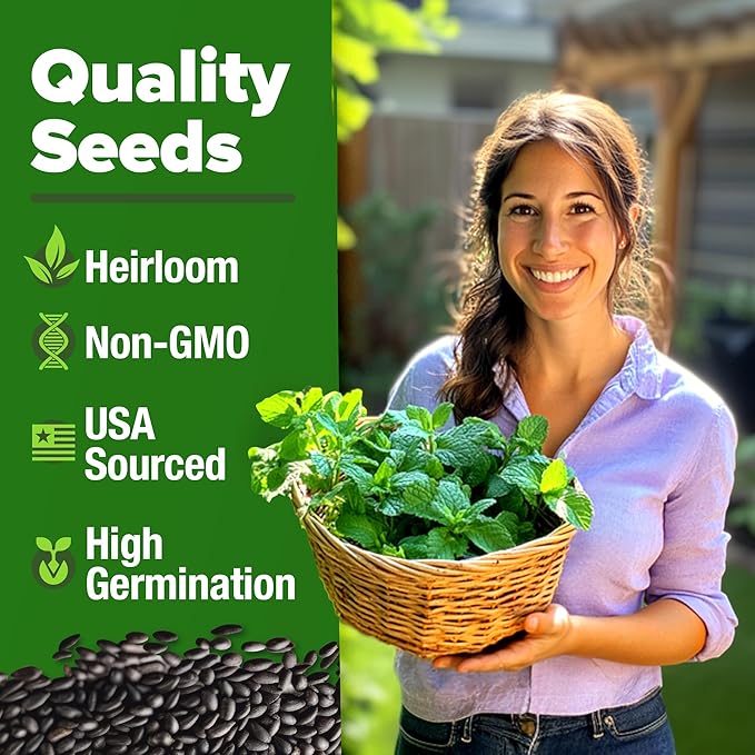 HOME GROWN Non GMO Peppermint Seeds Pack 2,370 Heirloom Mint Seeds for Planting. Grow Peppermint Plants in Your Herb Garden Indoors or Outdoors (Mentha x piperita)