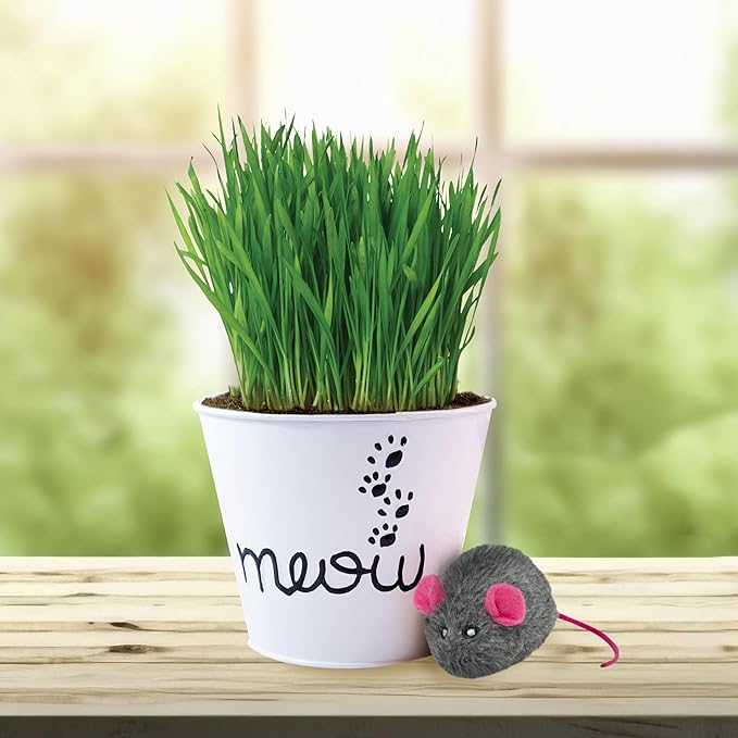 Garden State Bulb Cat Grass for Indoor Cats - Growing Kit - Organic Cat Grass Seeds, Soil with Mouse Toy and Meow Container (Non GMO) - Locally Sourced Seeds! (2 Pack)