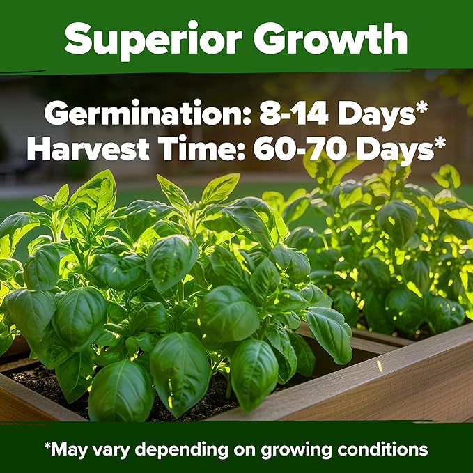 HOME GROWN Non GMO Italian Basil Seeds Bulk Pack 1,424 Sweet Large Leaf Basil Seeds for Planting and Heirloom Herb Seeds for Planting Indoors or Outdoors (Ocimum basilicum)