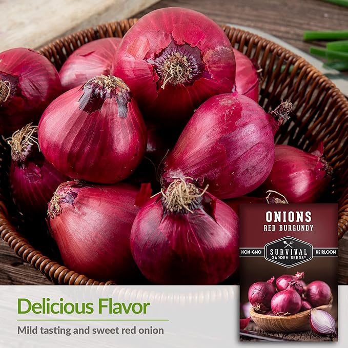 Red Burgundy Onion Seeds for Planting – Sweet Mild Short Day Red Onions with High Yield & Great Flavor – Heirloom, Non-GMO, Open-Pollinated Variety – Survival Garden Seeds (1 Pack)