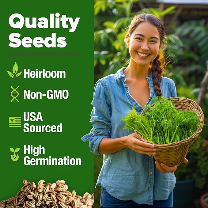 HOME GROWN Non GMO Dill Seeds for Planting 1,014 Bouquet Dill Seeds and Heirloom Herb Seeds for Planting Outdoors, Grow Your Fragrant Dill Herb Garden (Anethum graveolens)