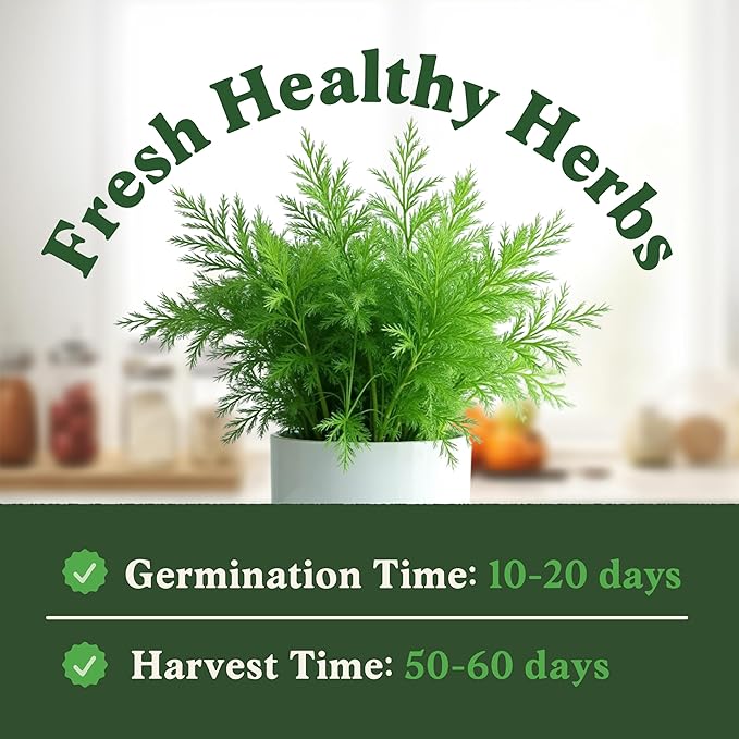 Seedboy Organic Dill Seeds for Planting Indoor and Outdoor, Non-GMO and USDA Certified Herb Seed Packet for Hydroponic Garden Indoor or Planting Outdoors (Bouquet Dill)