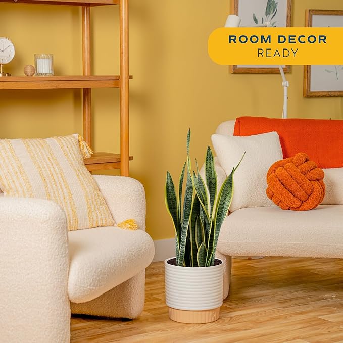 Costa Farms Live Snake Plant, Sansevieria, Easy Care House Plant in Premium Decor Pot, Houseplant in Potting Soil Mix, Succulent Plant Gift for Housewarming, Office and Home Decor, 2-3 Feet Tall