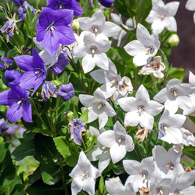 Outsidepride White Balloon Flower Seeds for Planting – 1000 Pcs Perennial, Drought-Tolerant, Easy to Grow, Low Maintenance, Pollinator-Friendly, Star-Shaped Blooms for Outdoor Gardens and Borders