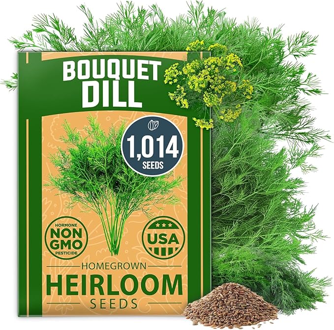 HOME GROWN Non GMO Dill Seeds for Planting 1,014 Bouquet Dill Seeds and Heirloom Herb Seeds for Planting Outdoors, Grow Your Fragrant Dill Herb Garden (Anethum graveolens)