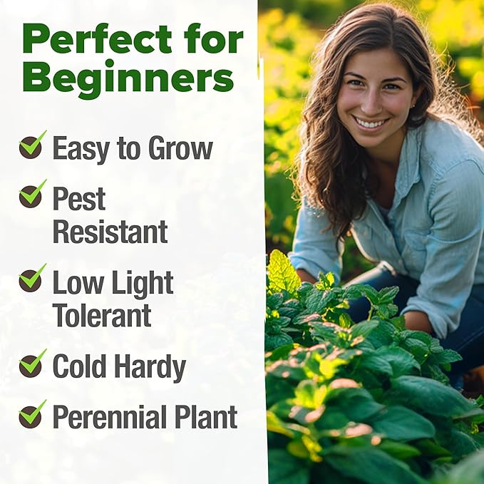 HOME GROWN Non GMO Peppermint Seeds Pack 2,370 Heirloom Mint Seeds for Planting. Grow Peppermint Plants in Your Herb Garden Indoors or Outdoors (Mentha x piperita)