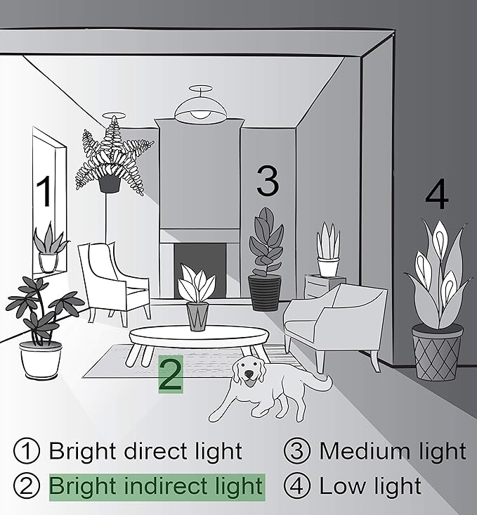 Thorsen's Greenhouse Lemon Lime Prayer Plant, Live Indoor Plant, Pet Friendly, Attractive Houseplant, Lemon Maranta, Natural Air Purifier, Easy to Grow, 4" Diameter Pot (Growers Pot)