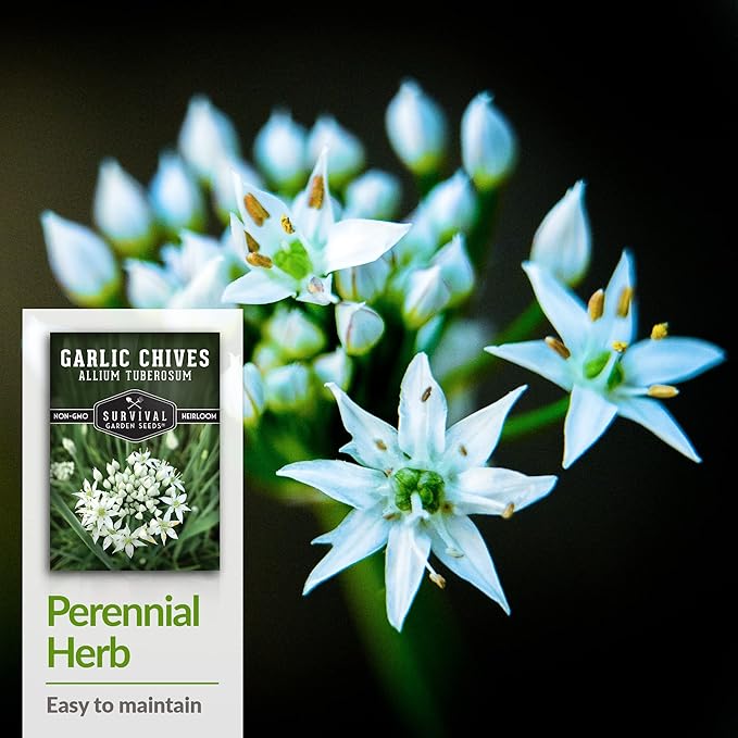 Survival Garden Seeds 2 Packs Garlic Chives Seed for Planting - Packet with Instructions to Grow Delicious Perennial Herbs in Your Home Vegetable Garden - Non-GMO Heirloom