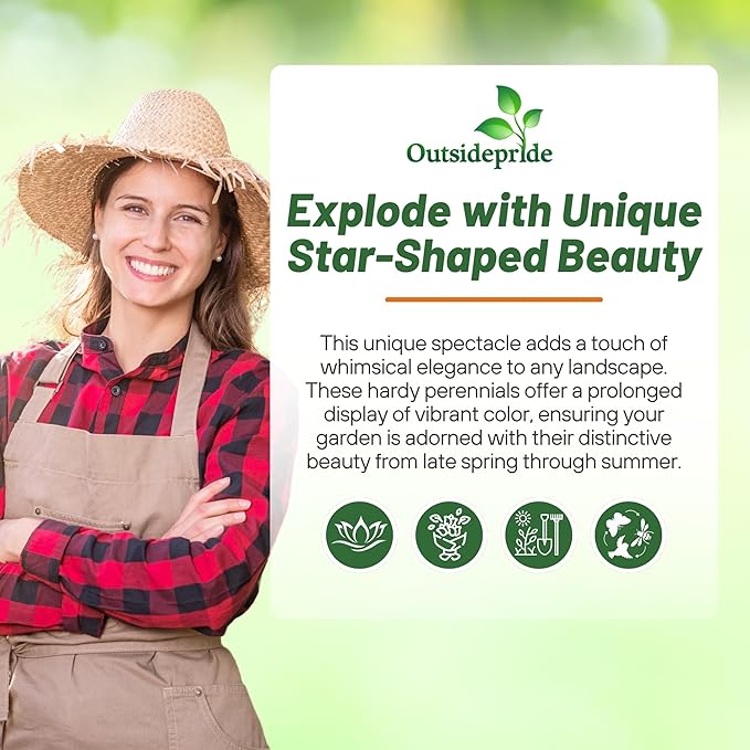 Outsidepride White Balloon Flower Seeds for Planting – 1000 Pcs Perennial, Drought-Tolerant, Easy to Grow, Low Maintenance, Pollinator-Friendly, Star-Shaped Blooms for Outdoor Gardens and Borders