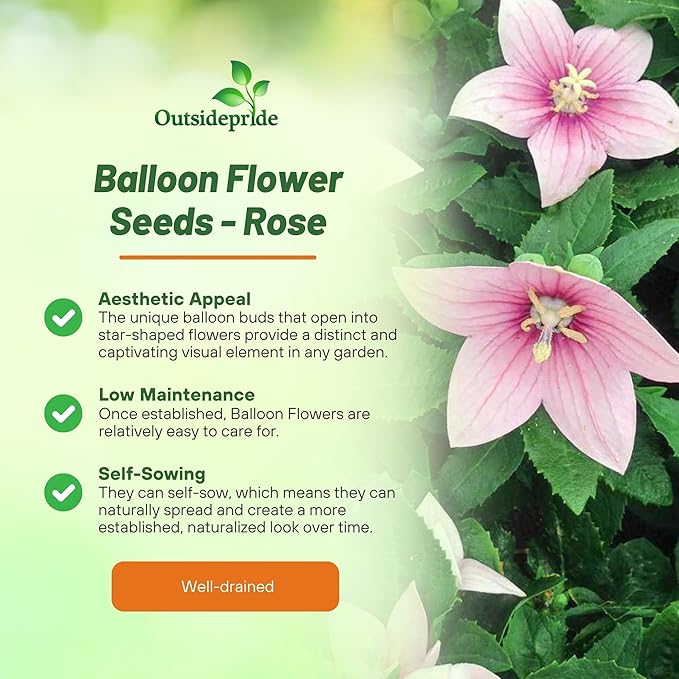 Outsidepride Rose Balloon Flower Seeds for Planting – 2000 Pcs Perennial, Drought-Tolerant, Easy to Grow, Low Maintenance, Pollinator-Friendly, Star-Shaped Blooms for Outdoor Gardens and Borders