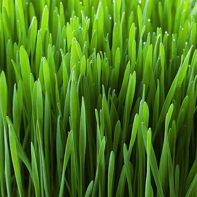 Garden State Bulb Cat Grass for Indoor Cats - Growing Kit - Organic Cat Grass Seeds, Soil with Mouse Toy and Meow Container (Non GMO) - Locally Sourced Seeds! (2 Pack)