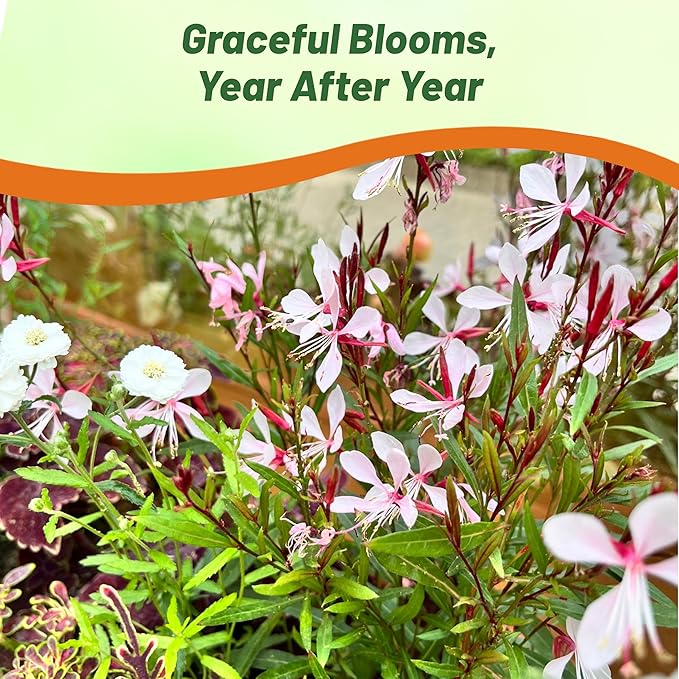 Outsidepride Gaura Seeds - 400 Pcs. Perennial, Drought Tolerant & Low Maintenance, Flower Seeds for Planting Easy to Grow, Vibrant & Tall White-Pink Blooms for Xeriscaping & Pollinator Gardens