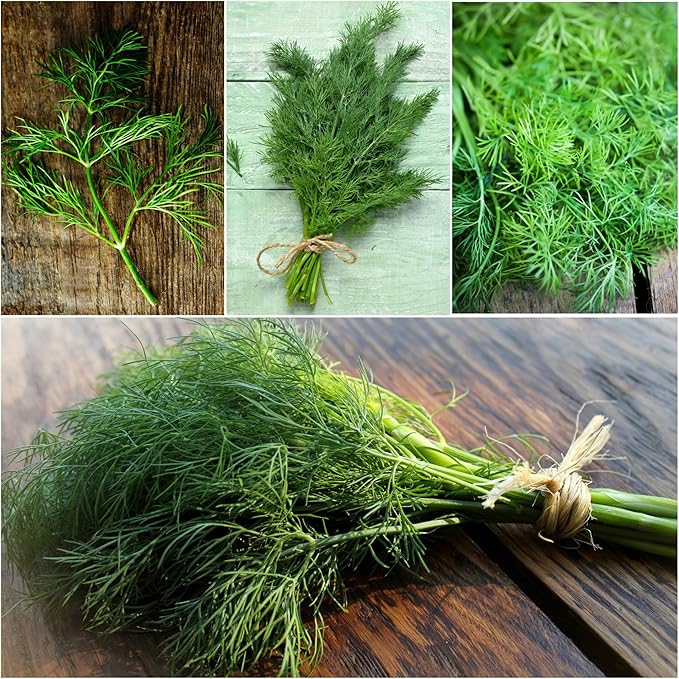Seed Needs Italian Parsley & Dill Seeds for Planting Fresh Kitchen Herbs - Non-GMO Heirloom & Untreated Perennial Herb Seed to Plant a Culinary Garden Indoors or Outdoors (2 Packs)