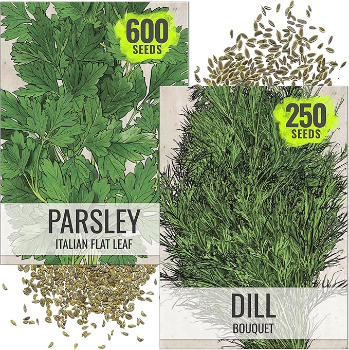 Seed Needs Italian Parsley & Dill Seeds for Planting Fresh Kitchen Herbs - Non-GMO Heirloom & Untreated Perennial Herb Seed to Plant a Culinary Garden Indoors or Outdoors (2 Packs)