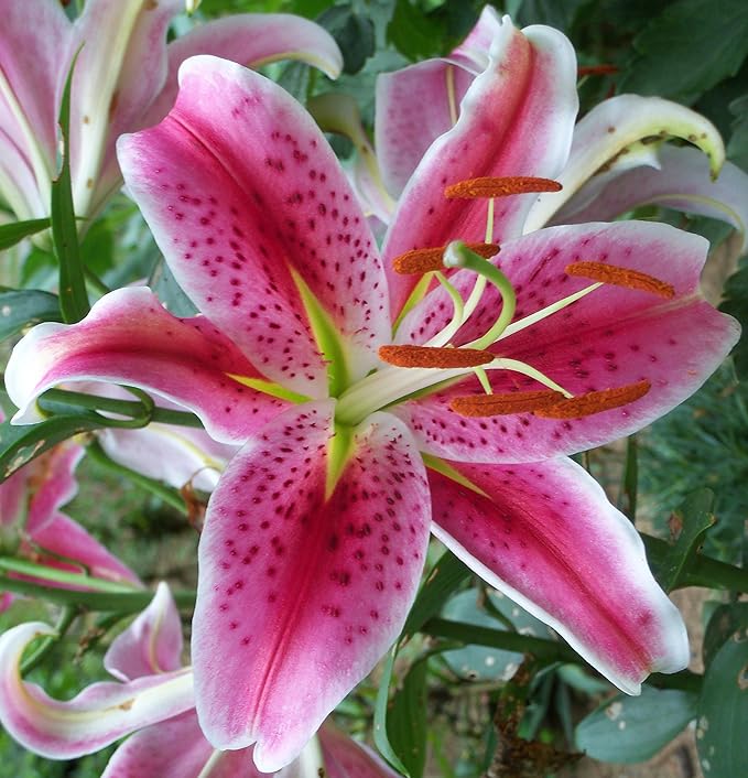 (2) Large Flowering Stargazer Lily Bulbs. Pink Oriental Lily, Beautiful Perennial for Any Garden, Seeds*Bulbs*Plants*&More