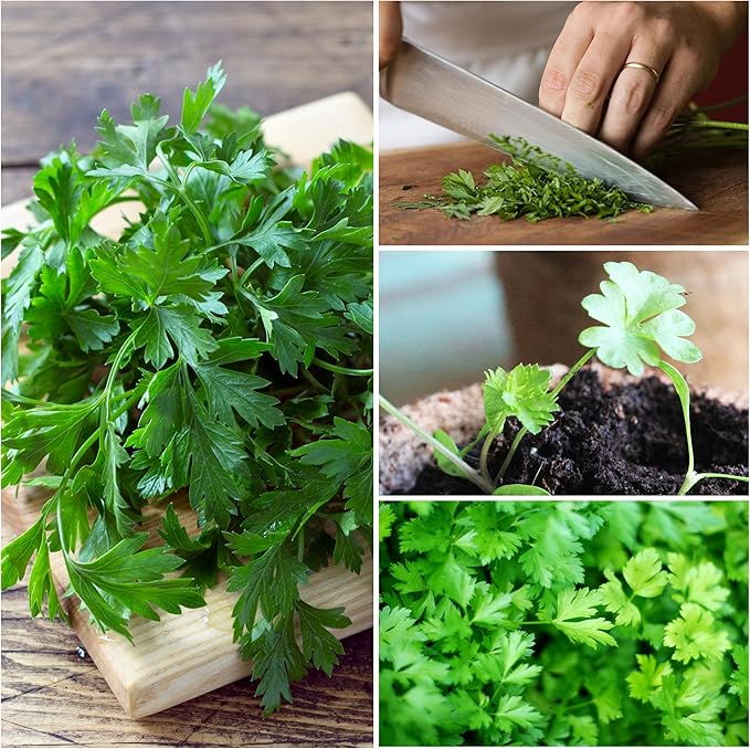 Seed Needs Italian Parsley & Dill Seeds for Planting Fresh Kitchen Herbs - Non-GMO Heirloom & Untreated Perennial Herb Seed to Plant a Culinary Garden Indoors or Outdoors (2 Packs)