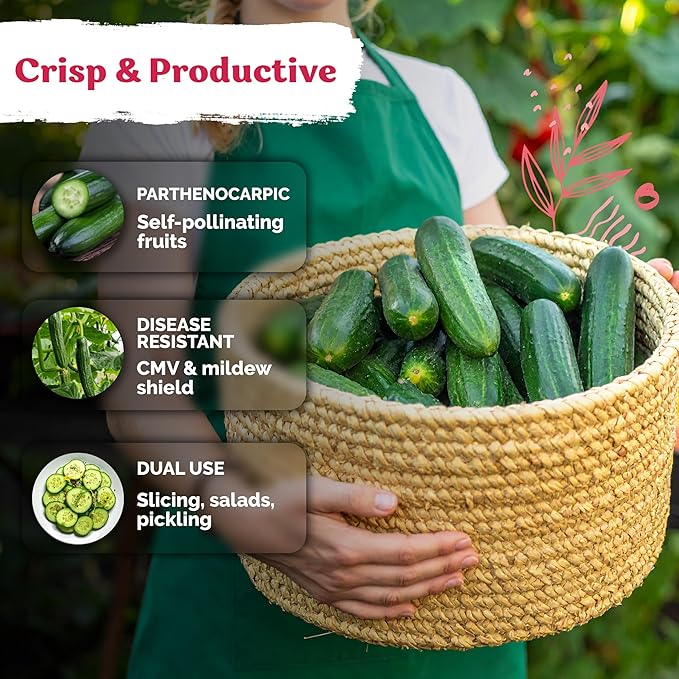 KVITER 50 Beit Alpha Cucumber Seeds for Planting (Cucumis sativus) – Persian Cucumbers, Parthenocarpic Cucumber Organic – Non GMO, Heirloom Vegetable Seeds for Home Garden, Containers & Greenhouses