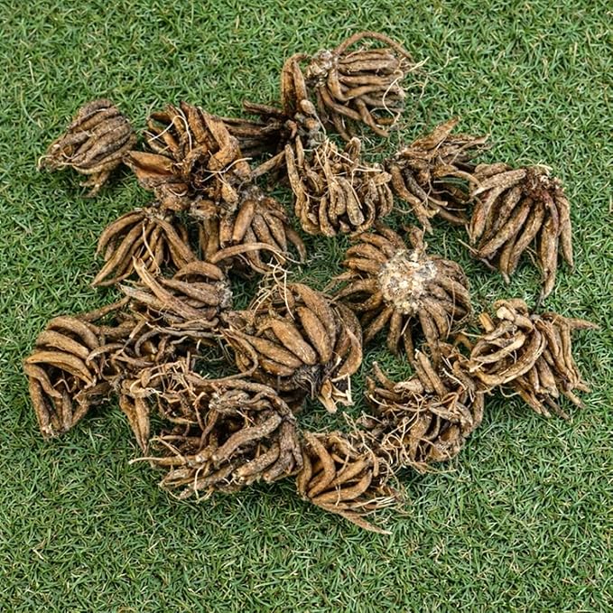 Easy to Grow Ranunculus Tecolote Flower Fields Collection 30 Plant Bulbs - Colorful Flowers in Spring Full Sun Temperate Climate