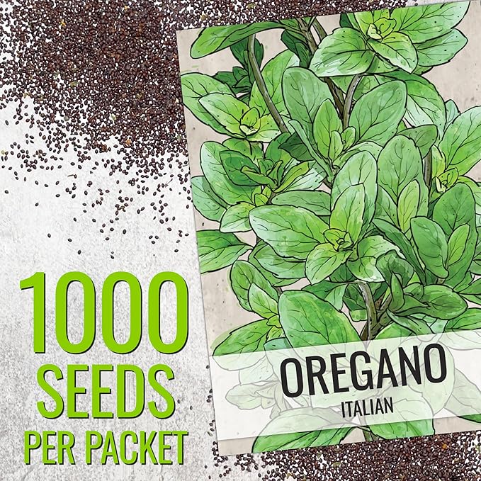 Seed Needs Sweet Marjoram & Italian Oregano Seeds for Planting Fresh Kitchen Herbs - Non-GMO Heirloom & Untreated Perennial Herb Seed to Plant a Culinary Garden Indoors or Outdoors (2 Packs)