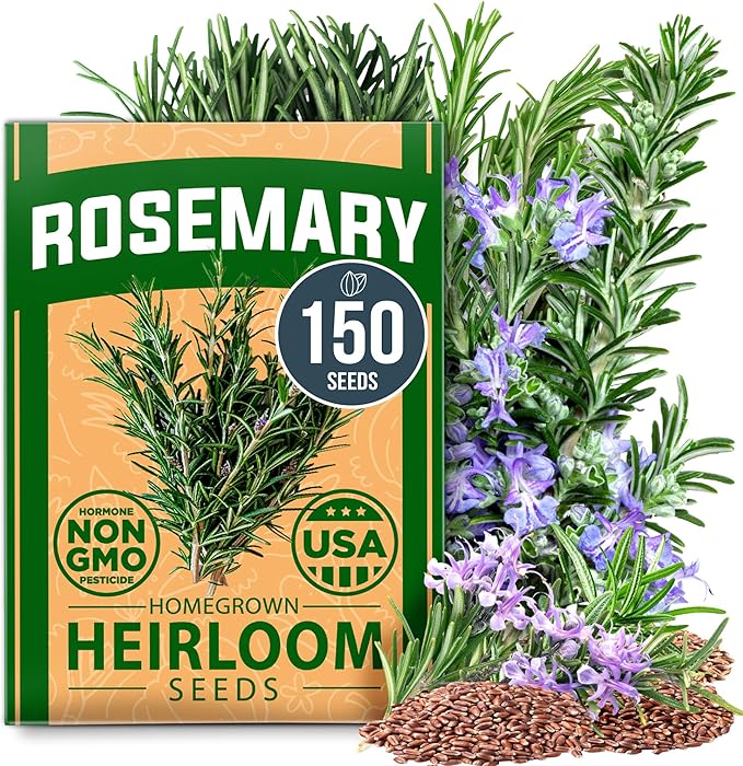 HOME GROWN Non GMO Rosemary Seeds Pack - 150 High Germinating Heirloom Herb Seeds for Planting in Indoor or Outdoor Herb Gardens (Salvia rosmarinus)
