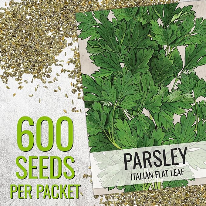 Seed Needs Italian Parsley & Chives Seeds for Planting Fresh Kitchen Herbs - Non-GMO Heirloom & Untreated Perennial Herb Seed to Plant a Culinary Garden Indoors or Outdoors (2 Packs)