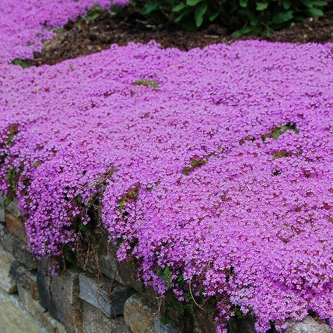 KVITER 5000 Purple Creeping Thyme Seeds for Planting (Thymus serpyllum), Heirloom Creeping Thyme Seeds Ground Cover Plants, Bee-Friendly Perennial Garden Seeds, Ideal Flower for Pathways, Rock Gardens