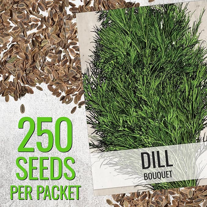Seed Needs Italian Parsley & Dill Seeds for Planting Fresh Kitchen Herbs - Non-GMO Heirloom & Untreated Perennial Herb Seed to Plant a Culinary Garden Indoors or Outdoors (2 Packs)
