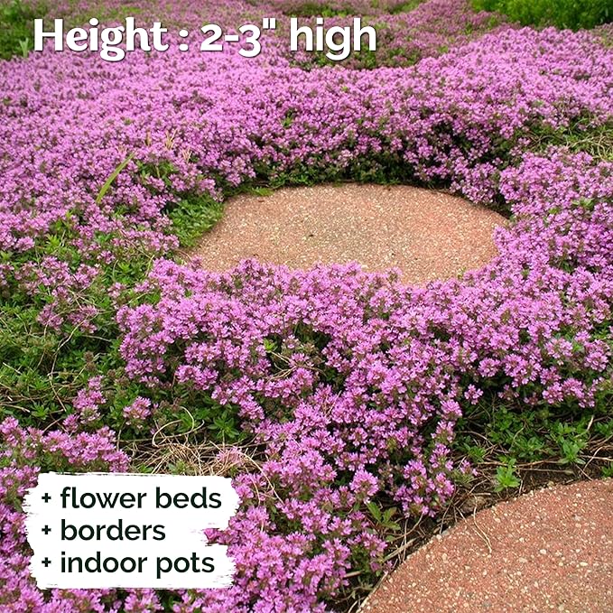 KVITER 5000 Purple Creeping Thyme Seeds for Planting (Thymus serpyllum), Heirloom Creeping Thyme Seeds Ground Cover Plants, Bee-Friendly Perennial Garden Seeds, Ideal Flower for Pathways, Rock Gardens