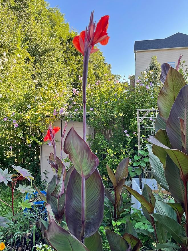 (5) Black Knight Canna Lily Plants, Bulbs, Plants, Roots, Flower, SeedsBulbsPlants&More