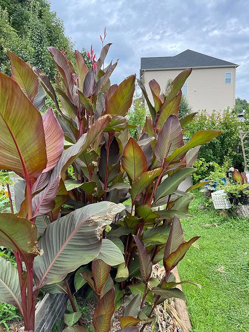 (5) Black Knight Canna Lily Plants, Bulbs, Plants, Roots, Flower, SeedsBulbsPlants&More