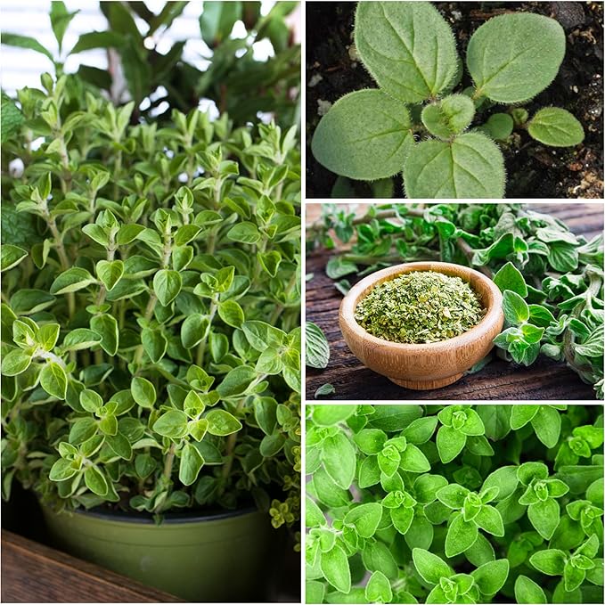 Seed Needs Sweet Marjoram & Italian Oregano Seeds for Planting Fresh Kitchen Herbs - Non-GMO Heirloom & Untreated Perennial Herb Seed to Plant a Culinary Garden Indoors or Outdoors (2 Packs)