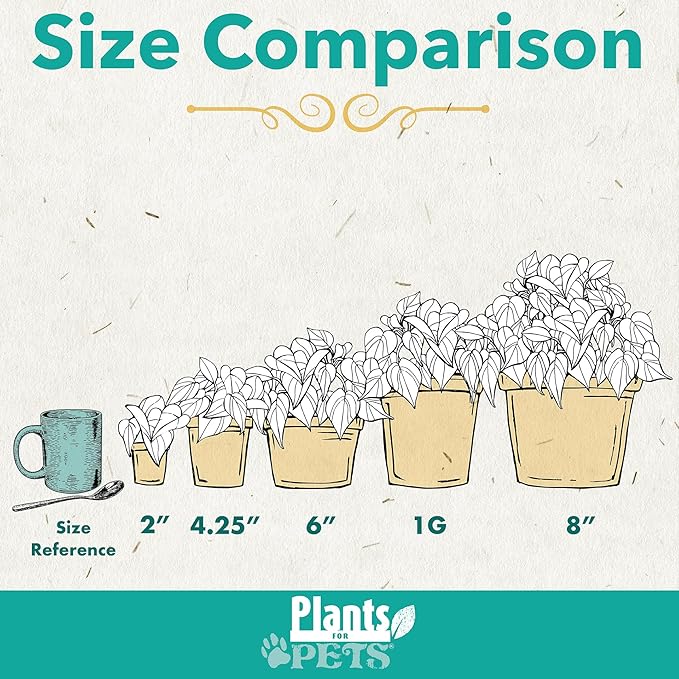Easy to Grow Houseplants (12 Pack) Live House Plants in Plant Containers, Growers Choice Plant Set in Planters with Potting Soil Mix, Home Décor Planting Kit or Outdoor Garden Gifts by Plants for Pets