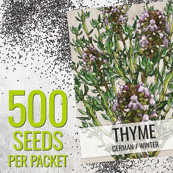 Seed Needs Sweet Marjoram & Thyme Seeds for Planting Fresh Kitchen Herbs - Non-GMO Heirloom & Untreated Perennial Herb Seed to Plant a Culinary Garden Indoors or Outdoors (2 Packs)