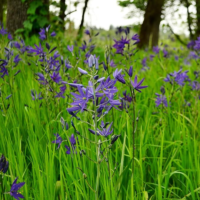 Palm Beach Medicinal Herbs - Blue Camas (Camassia Quamash) - Packet of 10 Seeds