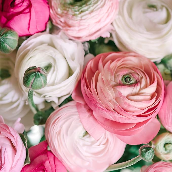 Easy to Grow Ranunculus Tecolote Pastel Collection 30 Plant Bulbs - Pink Rose & White Flowers Spring Full Sun Temperate Climate from Carlsbad Flower Fields