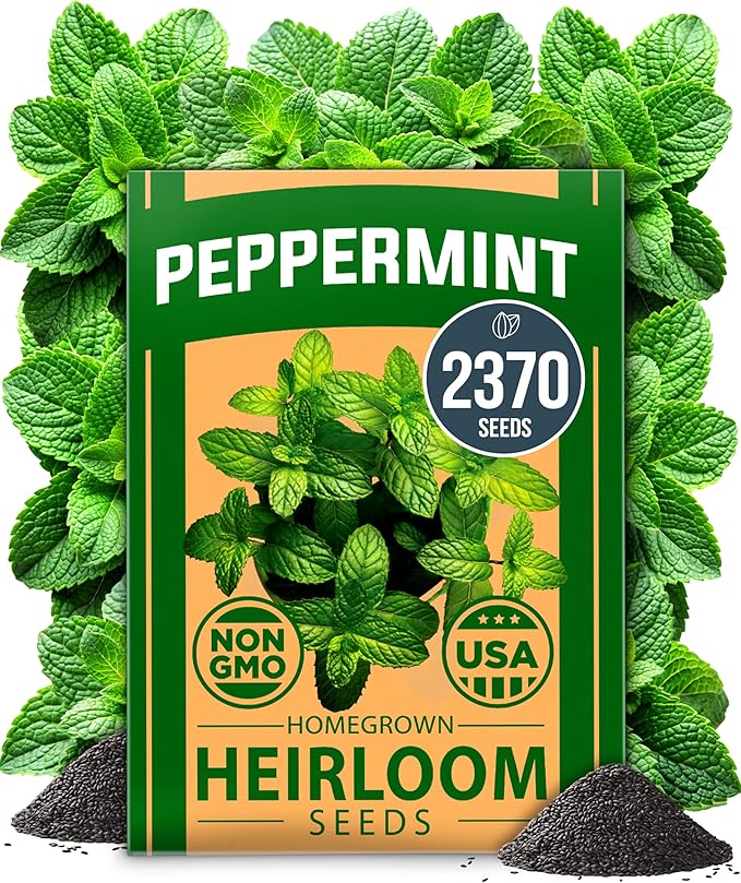 HOME GROWN Non GMO Peppermint Seeds Pack 2,370 Heirloom Mint Seeds for Planting. Grow Peppermint Plants in Your Herb Garden Indoors or Outdoors (Mentha x piperita)