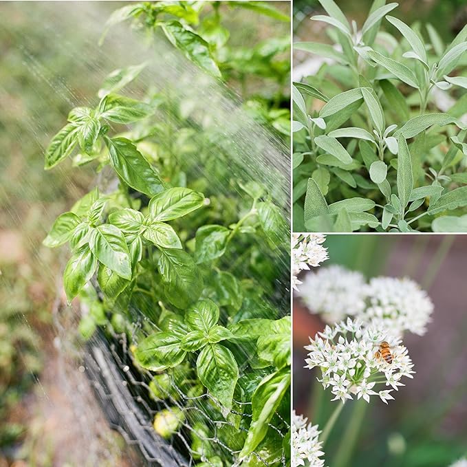 Sereniseed Certified Organic Herb Seeds (20-Pack) – Non GMO, Heirloom – Seed Starting Video