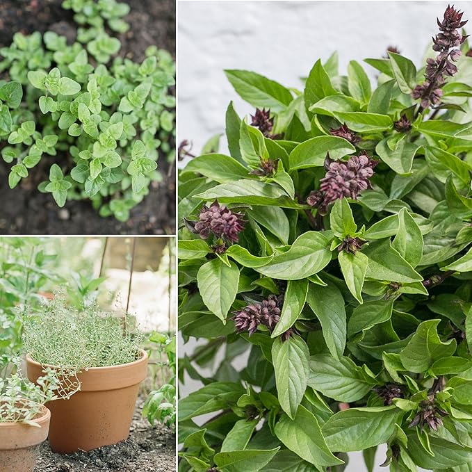 Sereniseed Certified Organic Herb Seeds (20-Pack) – Non GMO, Heirloom – Seed Starting Video