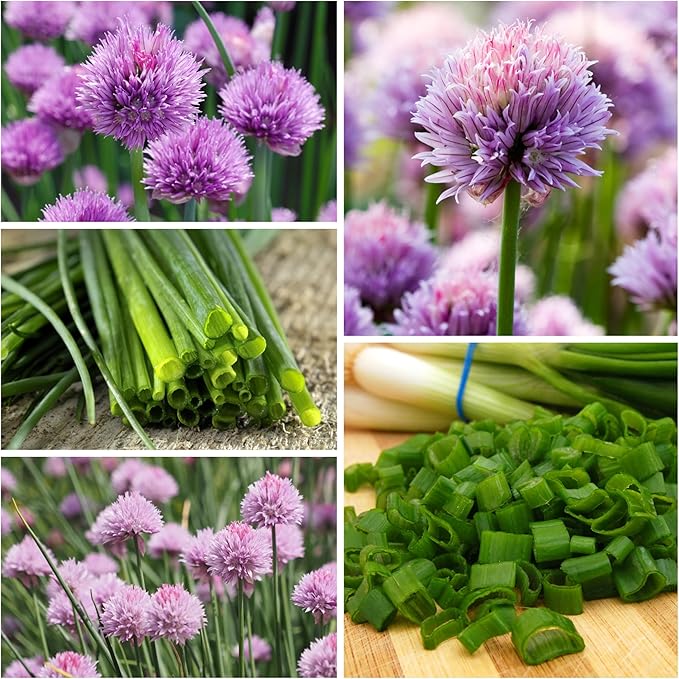 Seed Needs Italian Parsley & Chives Seeds for Planting Fresh Kitchen Herbs - Non-GMO Heirloom & Untreated Perennial Herb Seed to Plant a Culinary Garden Indoors or Outdoors (2 Packs)
